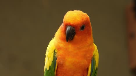 Sun-Conjure-colorful-parrot-closeup-clip-on-a-park
