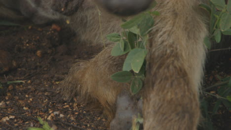 Close-up-of-hyena-licking-the-own-paw