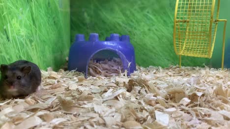 Cute-little-Gerbil-looking-at-the-camera-in-curiosity-and-nervousness-and-then-running-into-it's-plastic-cave-to-hide