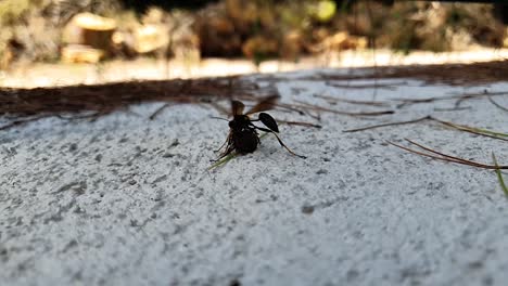 Struggle-between-wasp-and-spider-in-slowmotion