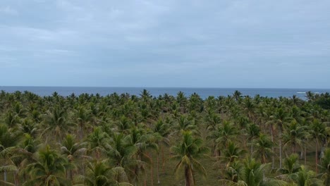 Luftaufnahme-Einer-Großen-Palmenplantage,-Die-In-Der-Nähe-Der-Küste-Eines-Abgelegenen-Tropischen-Inseldorfes-In-Der-Region-Des-Pazifischen-Ozeans-Wächst