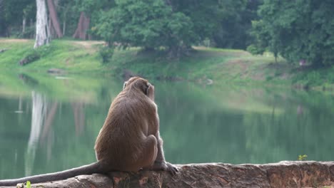 Nahaufnahme-Eines-Affen,-Der-Am-Fluss-über-Den-Sinn-Des-Lebens-Nachdenkt