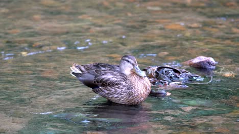 Mallard-duck-in-polluted-creek
