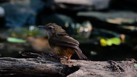 The-Abbot’s-Babbler-is-found-in-the-Himalayas-to-South-Asia-and-the-Southeast-Asia