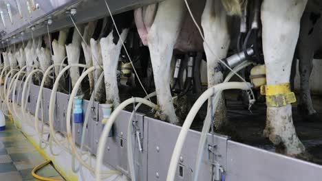 Modernas-Instalaciones-De-Ordeño-Ordeñando-Vacas-Holstein-En-Un-Establo-Lechero