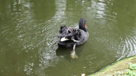 Cisne-Negro-Bebiendo-Agua-En-La-Piscina
