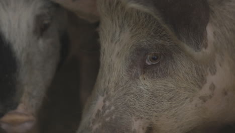 Pigs-faces-closeup-while-looking-each-other-inside-barn