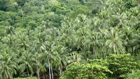 Many-coconut-trees-on-the-foothills-near-the-beach-in-Phuket,-Thailand