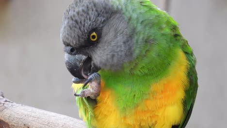 Green-Pyrrhura-parrot--face-close-up.-Licking-its-leg