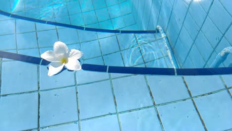 Flower-White-Plumeria-Franzhipan-Floats-In-Pool-Water-In-Summer