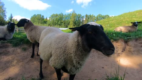 Sheep-poked-his-nose-into-the-camcorder