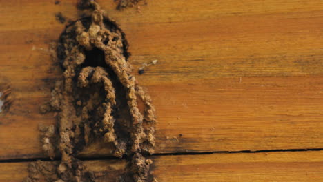 Stachellose-Biene,-Die-Am-Nest-Ankommt-Und-Es-Betritt
