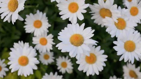 Close-up-of-Daisy-White-Flower-Bush
