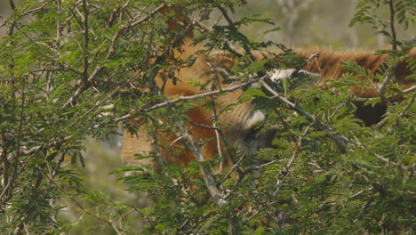 Nahaufnahme-Einer-Giraffe,-Die-Im-Krüger-Nationalpark,-Südafrika,-Isst