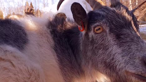 Slow-motion-close-up-shot-of-eyes-of-tame-male-goat-as-he-turns-around-and-gets-fed-pine-tree-twig-in-winter