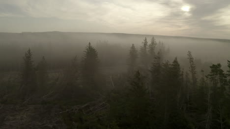 An-aerial-view-of-fir-trees-silhouetted-in-the-morning-mist-with-the-sun-behind-them