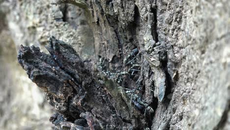 Nahaufnahme-Einer-Kolonie-Von-Grauen-Ameisen