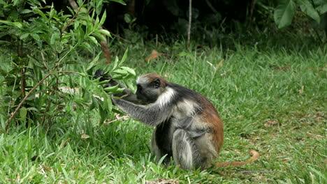 Big-mom-monkey-with-baby-monkey-on-the-breast,-eating-plants-from-a-bush-in-the-African-rainforest-jungle-in-slow-motion