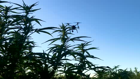Hemp-field-with-an-agricultural-drone-flying-over-it