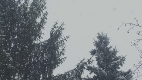 SLOW-MOTION:-POV-shot-of-heavy-snowfall,-some-spruce-trees-in-the-background