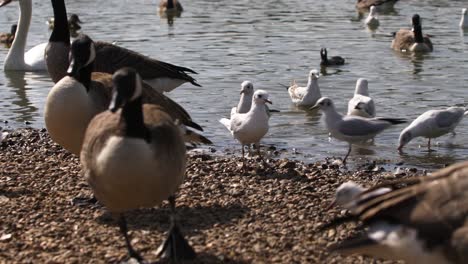 Enten-Und-Vögel-Auf-Der-Suche-Nach-Nahrung-Am-Ufer-Des-Pen-Pond,-Richmond,-London