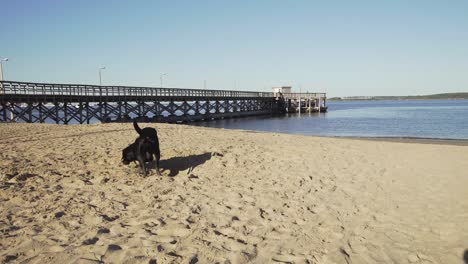 dog-walking-on-the-beach-by-dock