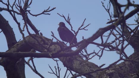 Slow-Motion-wide-shot-of-a-Blackbird-sitting-on-a-thick-branch-in-a-walnut-tree,-waiting,-occasionally-turning-its-head