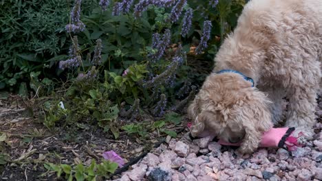 Blonde-Puppy-Dog-Paws-at-his-Chew-Toy-on-Flower-Garden-Path,-Pan-Soft-Focus-Film-Look