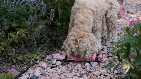 Blonde-Puppy-Dog-Paws-at-his-Chew-Toy-on-Flower-Garden-Path,-FIxed-Slow-Motion-Soft-Focus