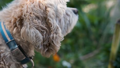 Blonde-Puppy-Dog-Pet-Sniffs-the-Fresh-Air-in-a-Green-Garden-in-Slow-Motion,-Fixed-Close-Up-Soft-Focus-Bokeh