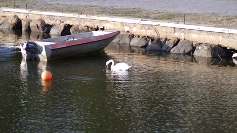 Hermoso-Cisne-Blanco-Atrapando-Y-Comiendo-Un-Pez-Al-Lado-De-Un-Bote