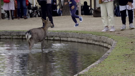 One-female-deer-walking-through-water-with-tourists-in-the-background-sightseeing-in-Nara,-Japan