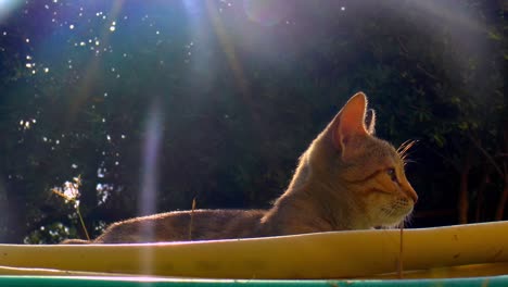 Calico-cat-lies-in-the-garden-behind-garden-hoses-in-the-sun