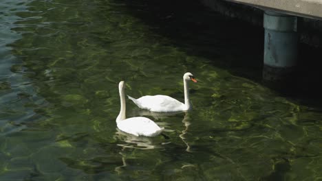 Swans-in-lake-look-up-waiting-for-food,-side-closeup-shot,-Zurich