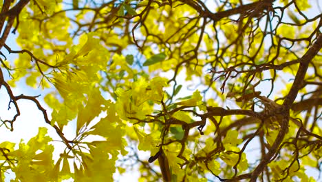 A-Beautiful-and-Attractive-Kibrahacha-Tree-Flowers-On-A-Sunny-Day-in-Curacao-Island---Steady-Shot