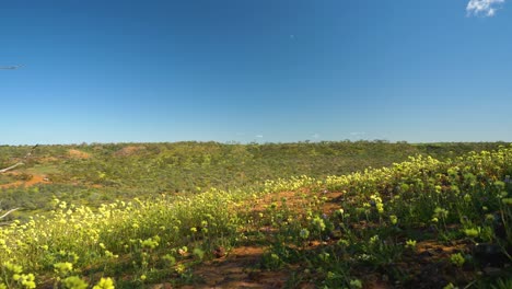 Low-flyover-past-native-wildflowers-to-lookout-over-Coalseam-Conservation-Park,-Western-Australia