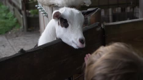 Cámara-Lenta-De-Una-Cabra-De-Granja-Mirando-Y-Un-Niño-Tratando-De-Alimentarla