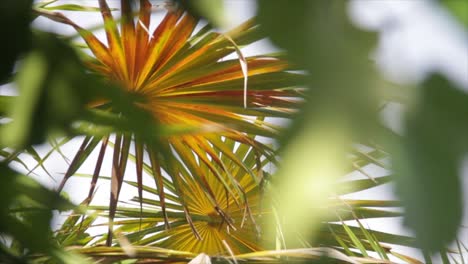 Karibik-Schöne-Pflanze,-Die-Sich-Bewegt,-Weil-Die-Luft