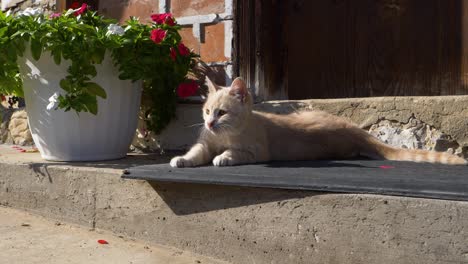 Cute-cat-lying-down-on-doormat-next-to-white-flower-pot,-slow-motion