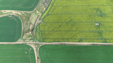 Aerial---Flying-sidewards-revealing-canola-fields-and-interesting-patterns-in-farmland