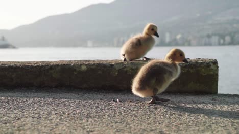 Canada-geese-ducklings-walking-in-a-clumsy-manner