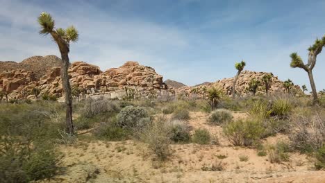 Panning-shot-of-a-field-at-Joshua-Tree-National-Park-made-up-of-brush,-large-rocks,-and-joshua-trees