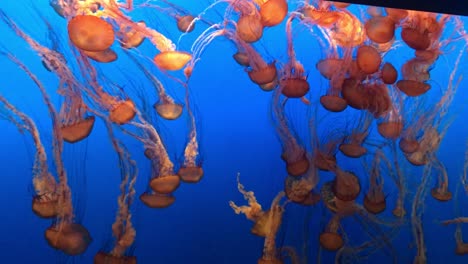 HD-Video-Von-Pazifischen-Seenesseln,-Die-Im-Monterey-Bay-Aquarium-In-Kalifornien-Treiben-Und-Harmonisch-Pulsieren