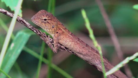 Close-Shot-of-a-Lizard-Resting-on-a-Stick