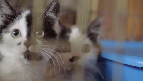 Two-adorable-black-and-white-rescued-kittens-in-animal-welfare-cage