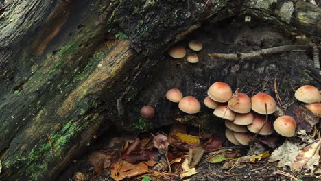 Pilze-Wachsen-Auf-Einem-Gefällten-Baumstamm-Im-Herbstwald
