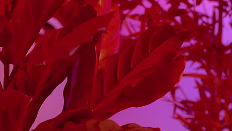 Red-alien-plants-with-leaf-on-habitable-fantasy-world-with-pink-atmosphere