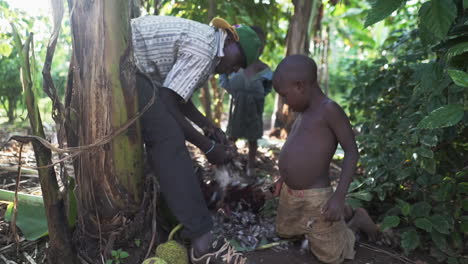Young-man-with-a-baseball-hat-plucking-a-chicken-while-kids-are-watching,-Uganda-Africa
