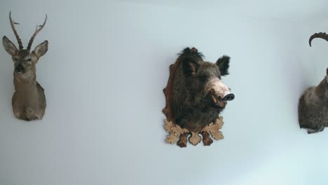 Backwards-shot-of-stuffed-animals-heads,-on-a-white-wall