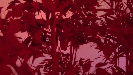 Red-alien-plants-with-leaf-on-habitable-fantasy-world